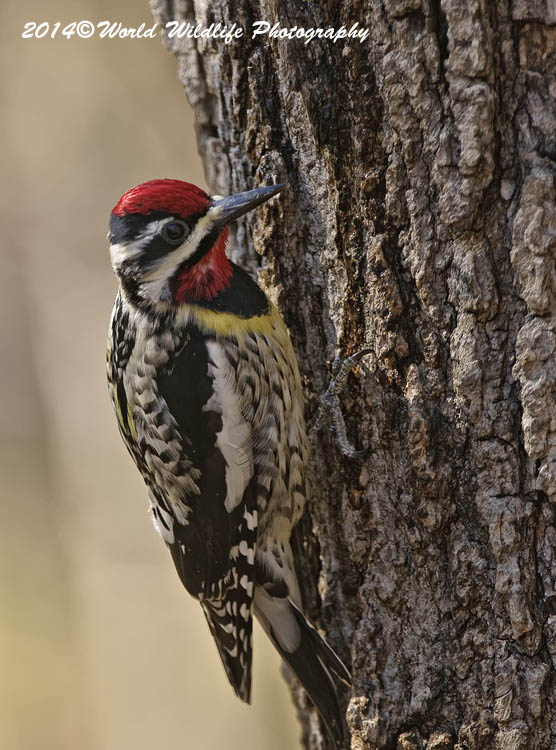 Woodpecker