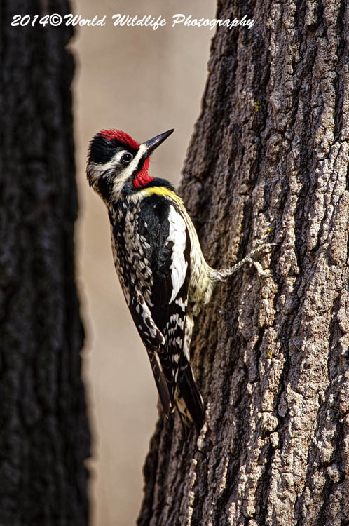 Woodpecker