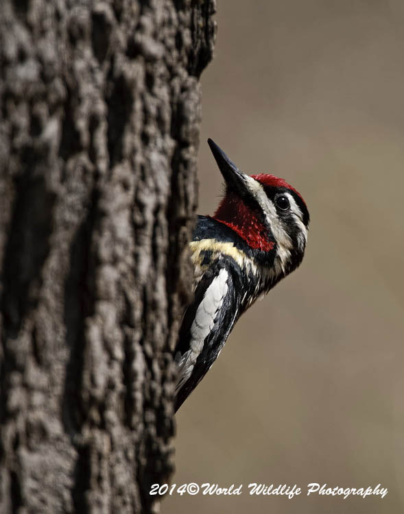 Woodpecker