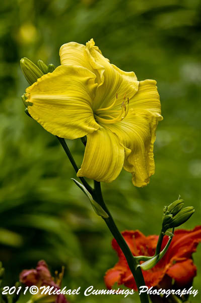 daylily picture