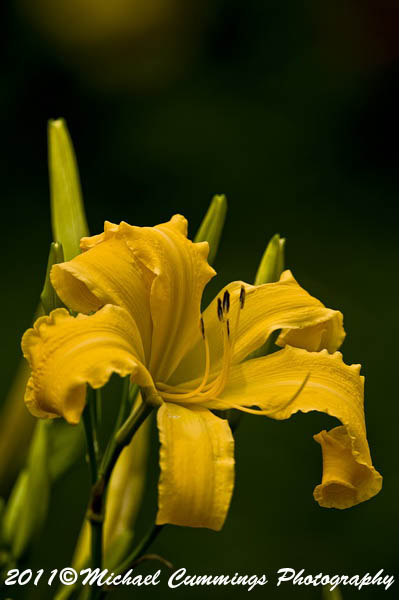 Daylilies