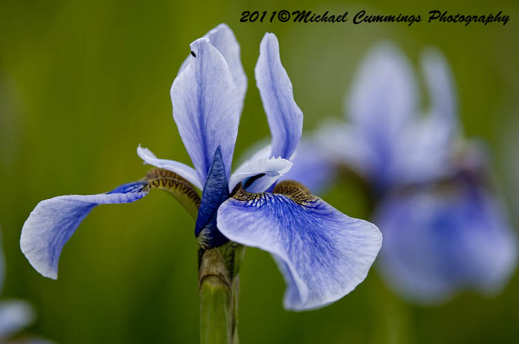 Iris
