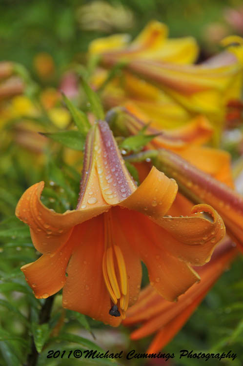 lily picture