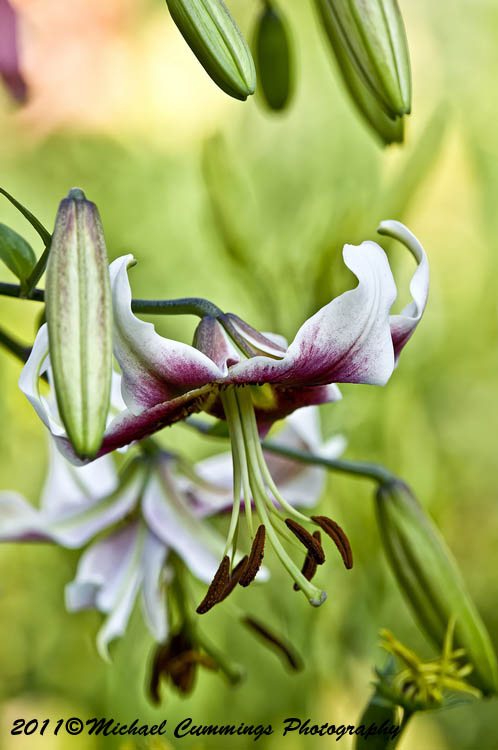 lily picture