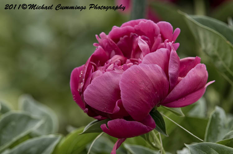 Peony 