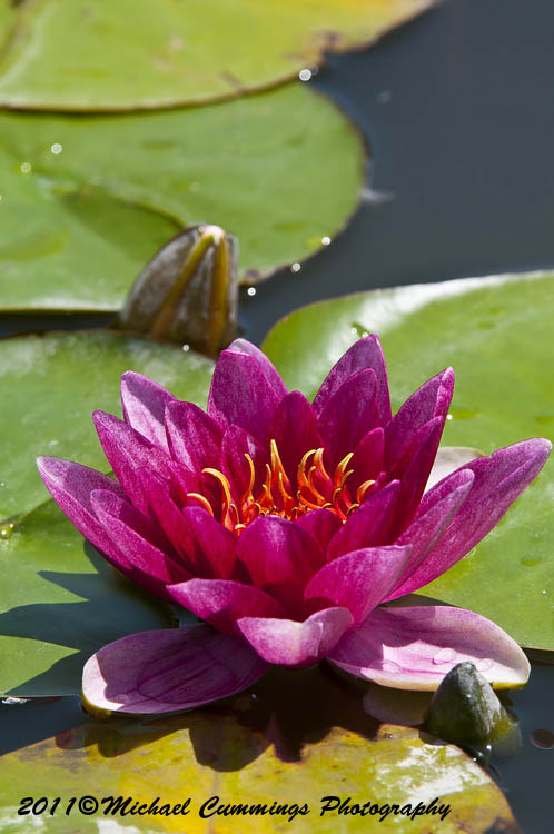 waterlily pictures