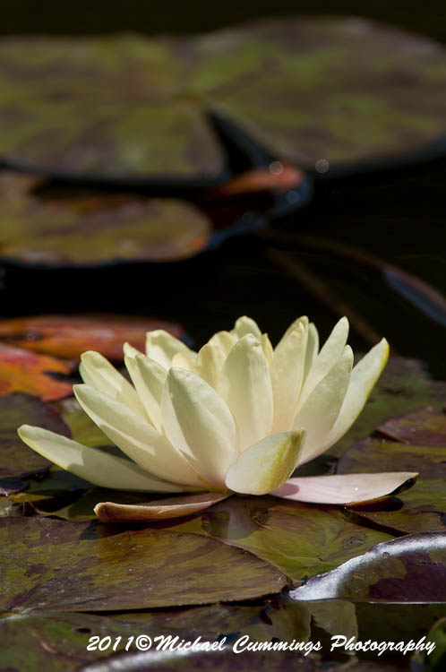 waterlily