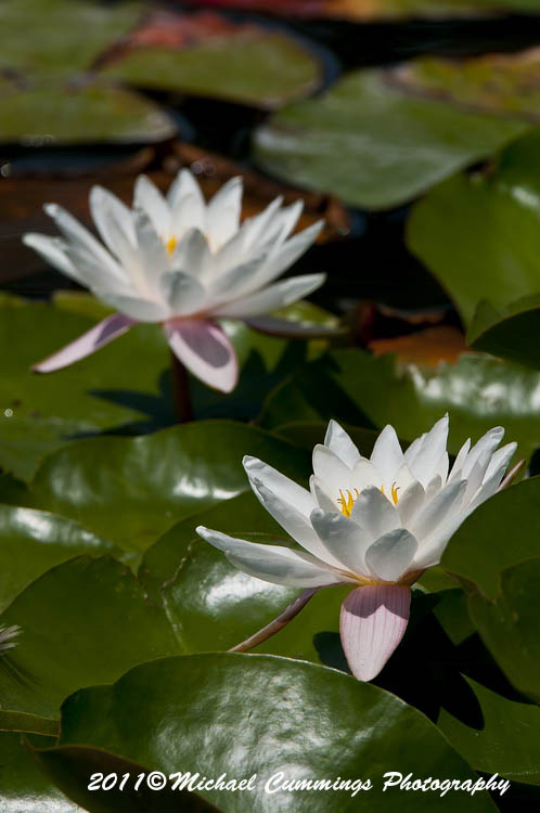 waterlily