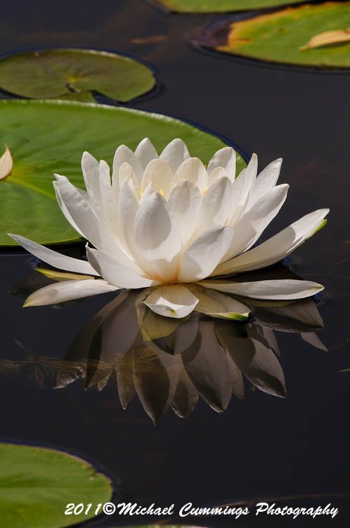 waterlily