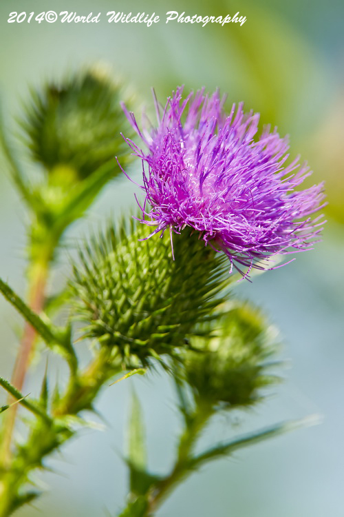 Bull Thistle Picture