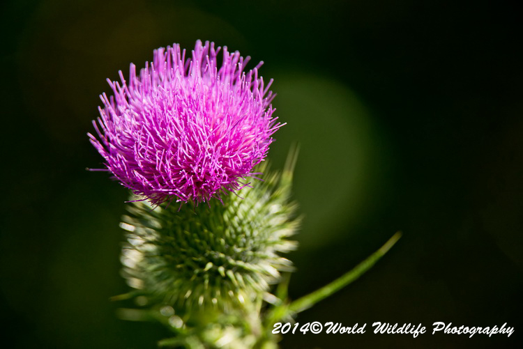 Bull Thistle Picture