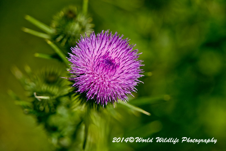 Bull Thistle Picture