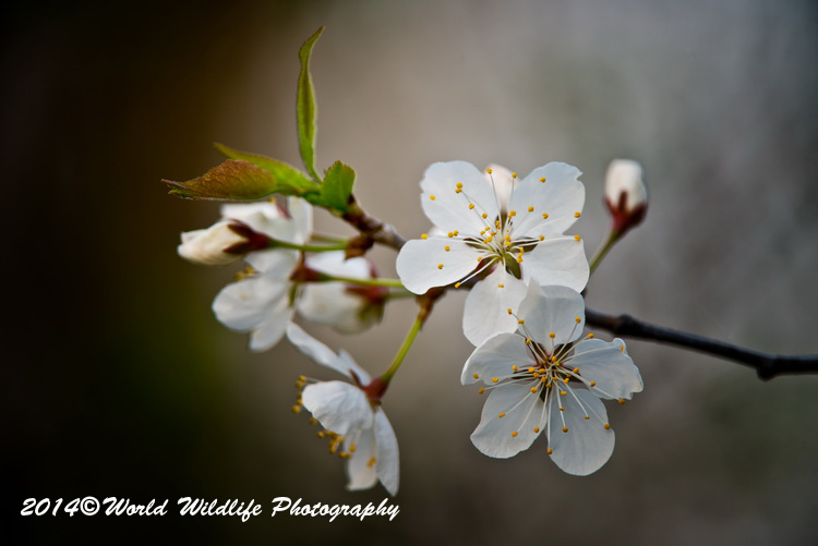 Cherry Blossums Picture