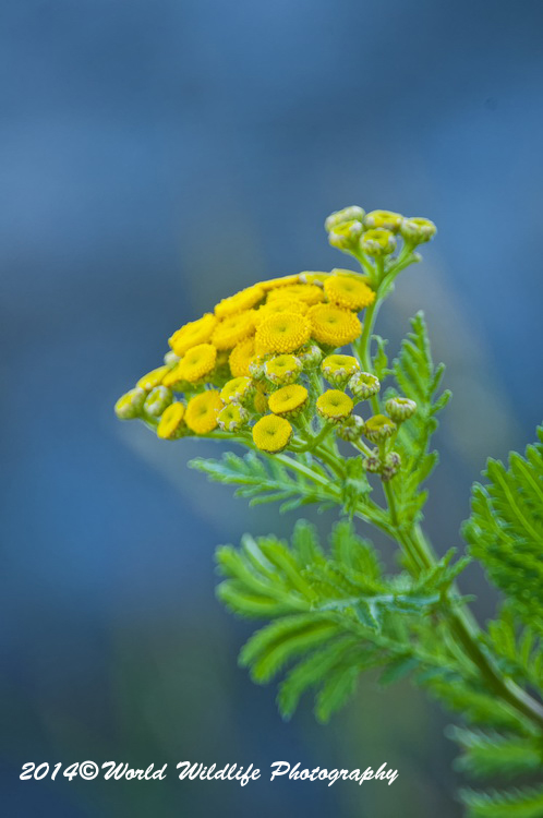 Common Tansy Picture