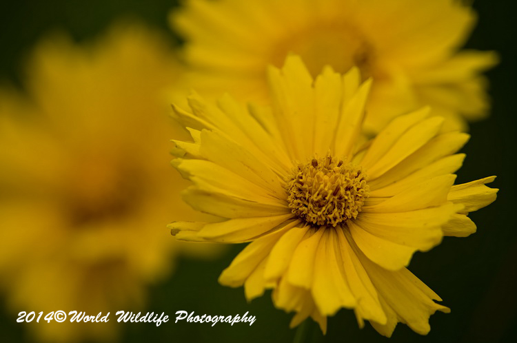 Coreopsis picture