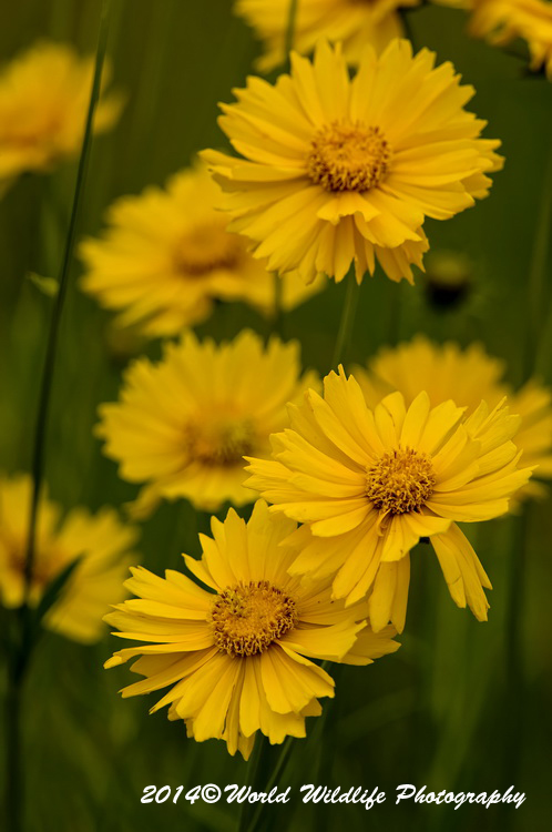 Coreopsis picture