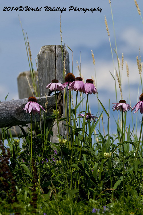 Echinacea picture