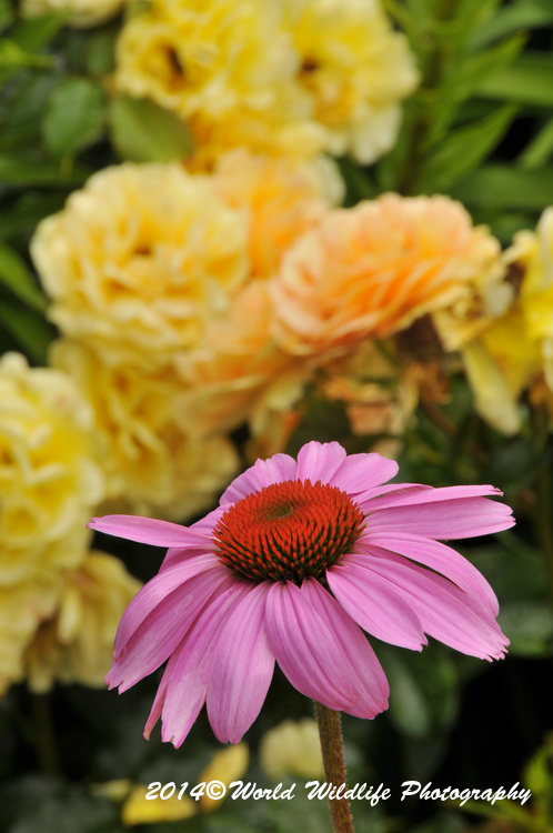 Echinacea Picture
