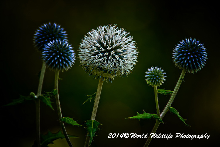 Echinops picture