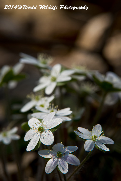 Hepatica Picture