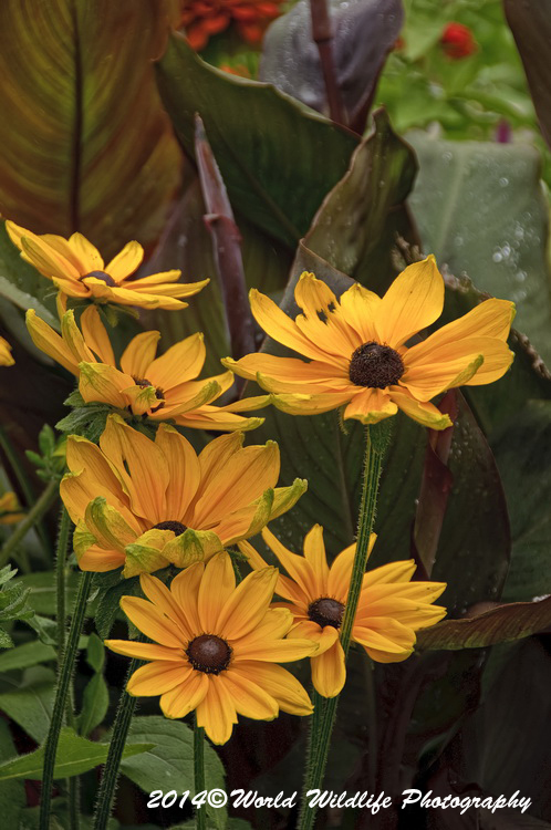 Rudbeckia picture