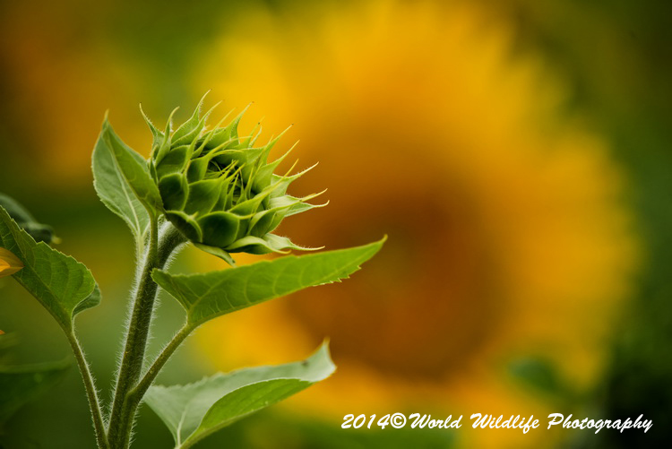 Sunflower picture
