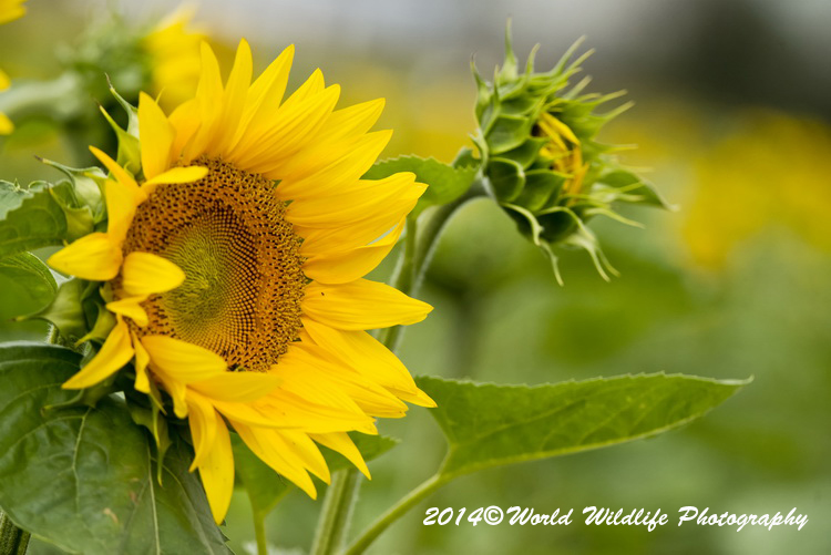 Sunflower picture