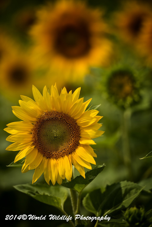 Sunflower Picture