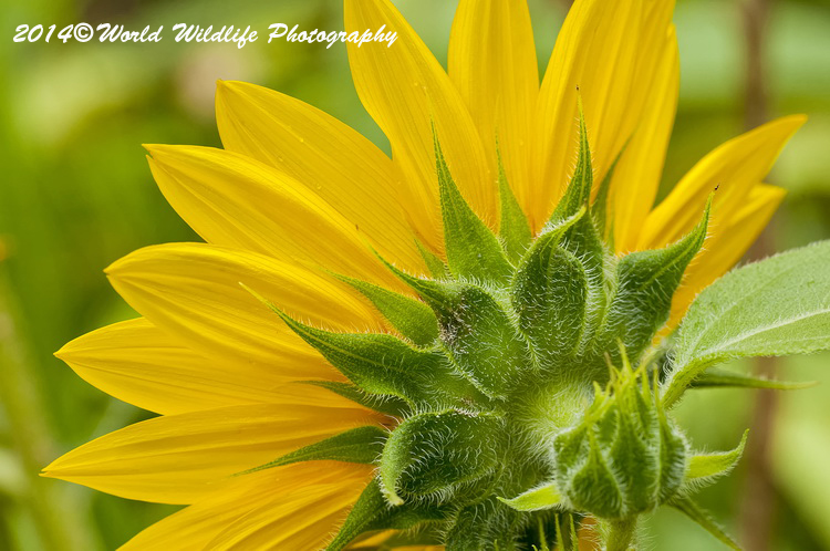 Sunflower Picture