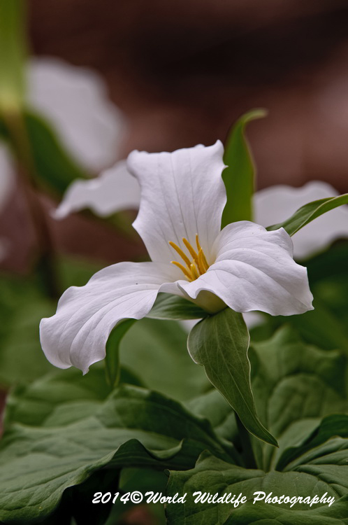 White Trillium Picture