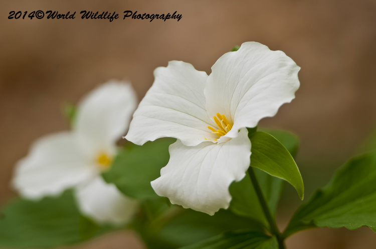 White Trillium picture