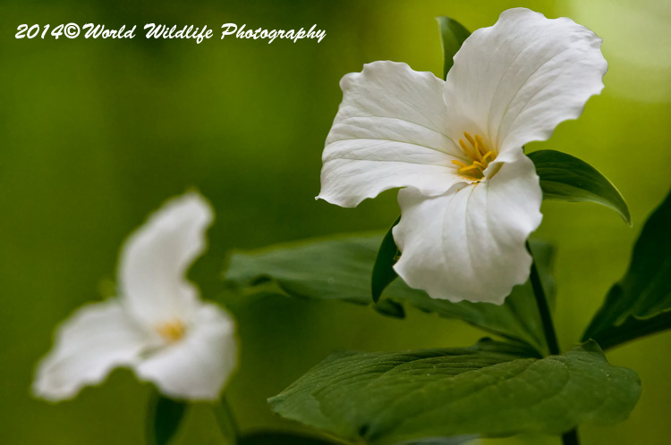 White Trillium picture