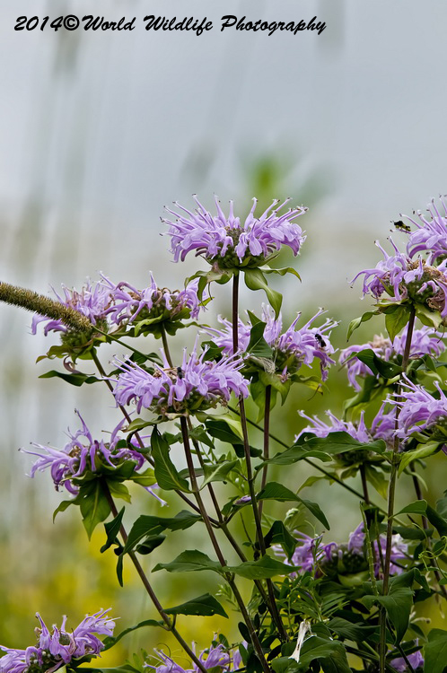 Wild Bergamot picture