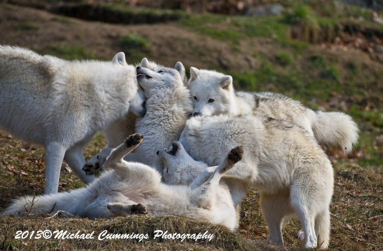 arcticwolf