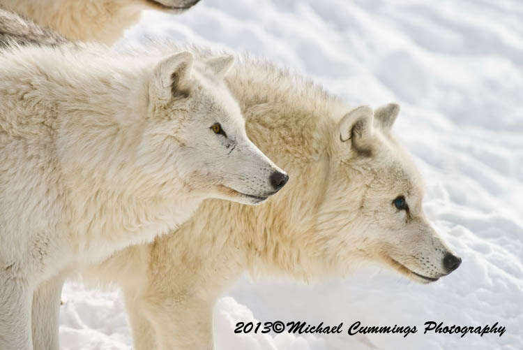 arcticwolf