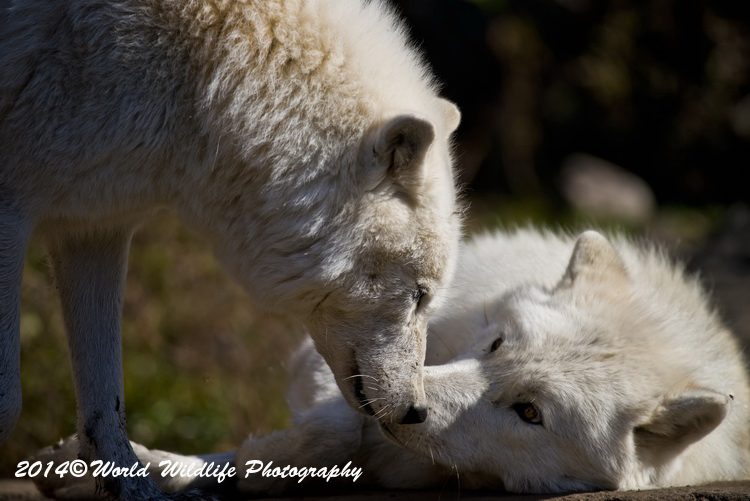 arcticwolf