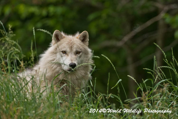 arcticwolf