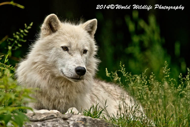 arcticwolf