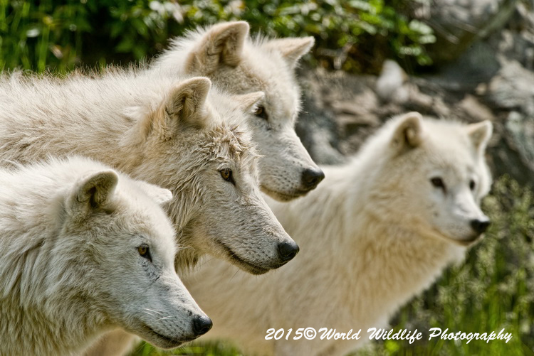 arcticwolf