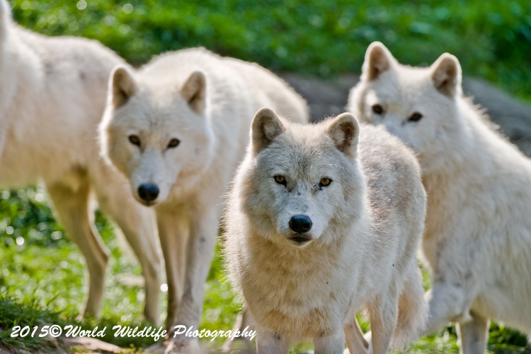 arcticwolf
