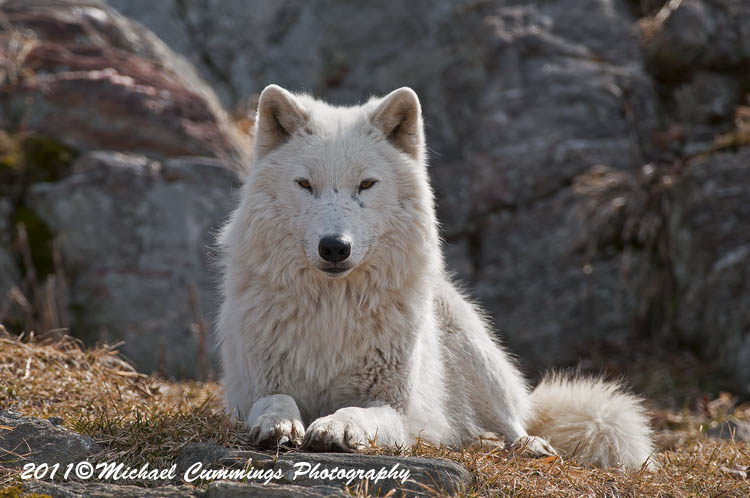 arcticwolf