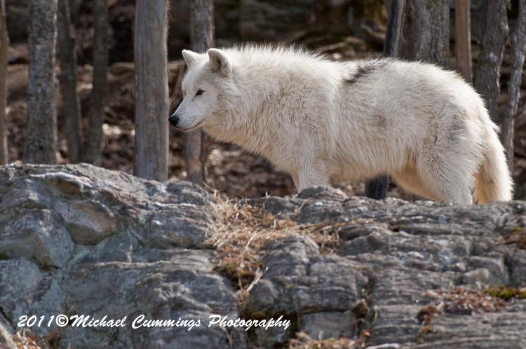 arcticwolf