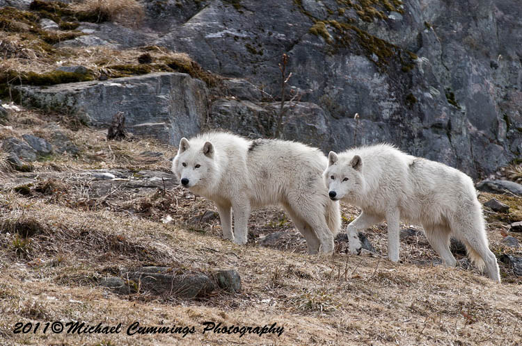 arcticwolf