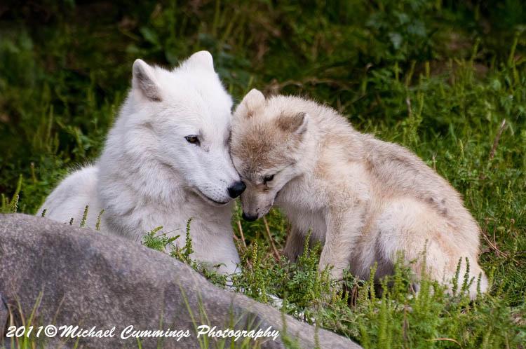 arcticwolf