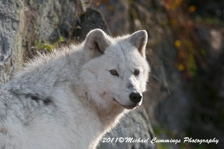 arcticwolf