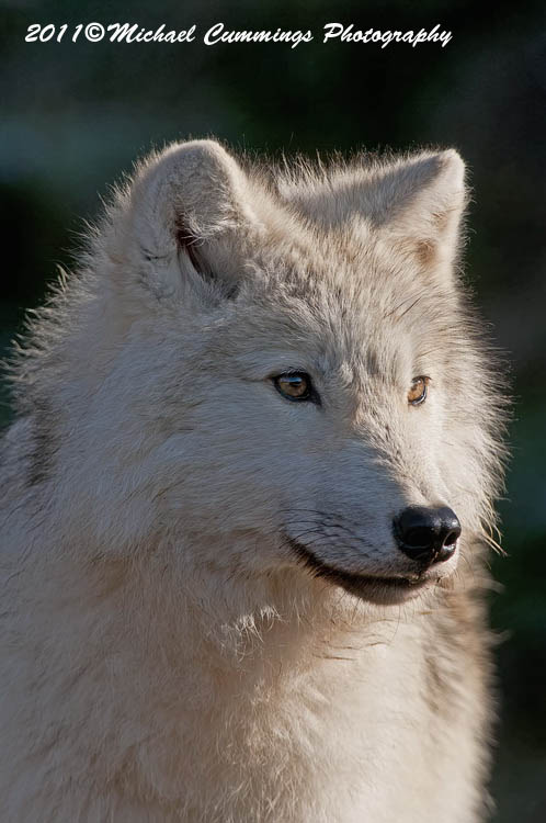 arcticwolf