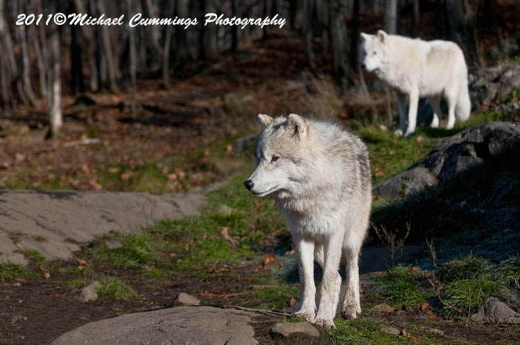 arcticwolf