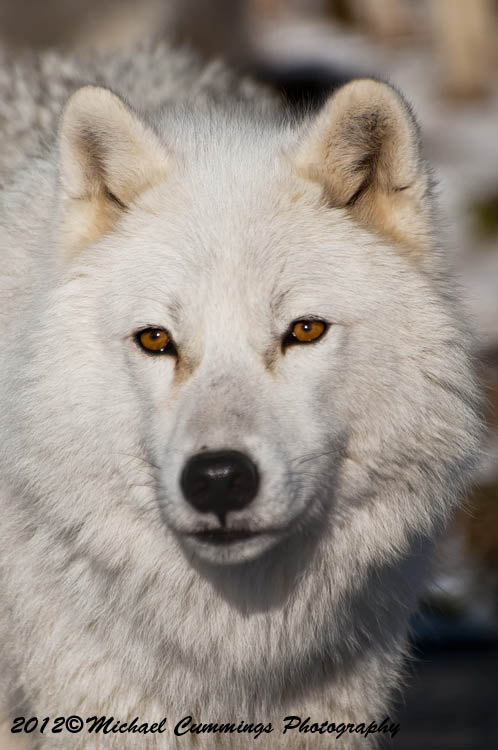 arcticwolf
