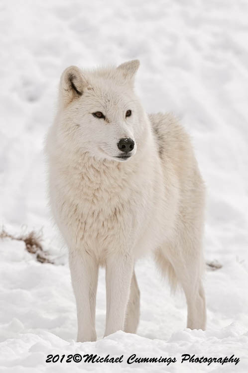 arcticwolf