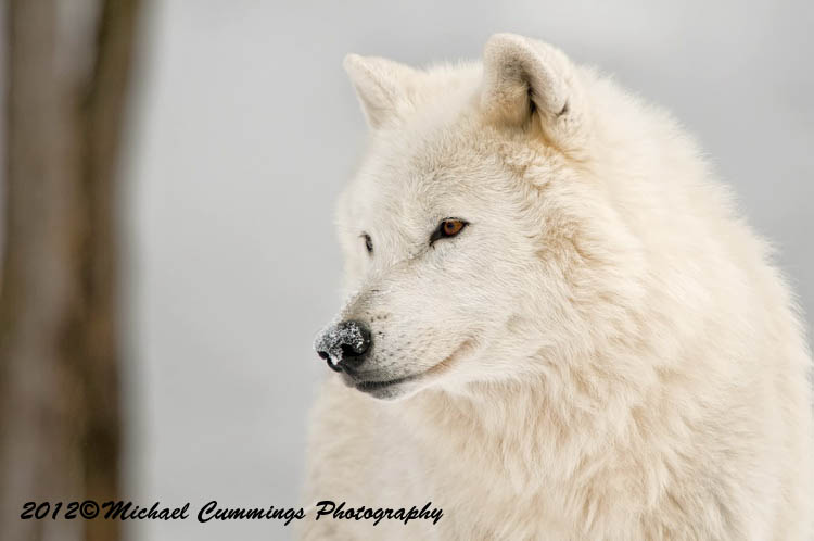 arcticwolf